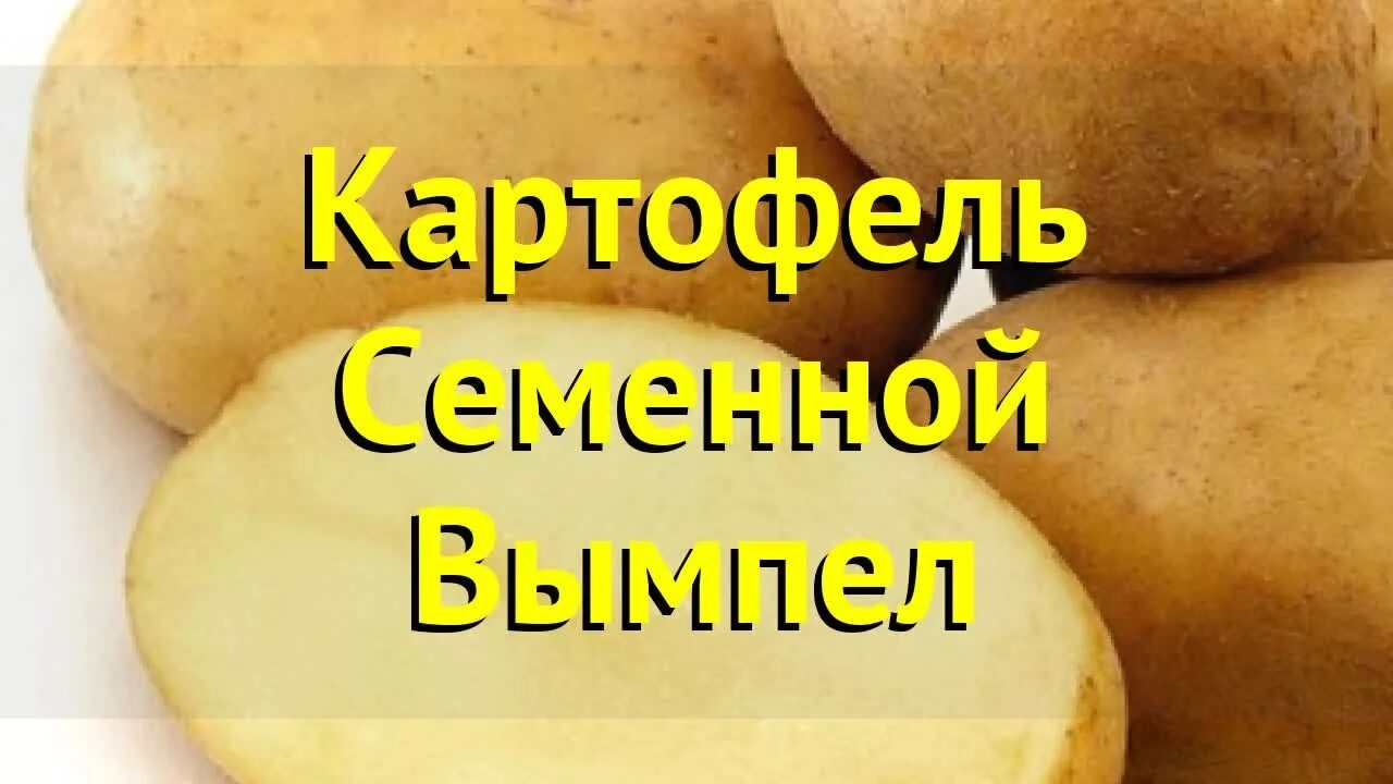 Картофель фаворит описание сорта фото отзывы. Картофель сорт Вымпел описание сорта. Картофель семенной Вымпел описание. Сорт Вымпел картофель характеристика. Картофель Фаворит.