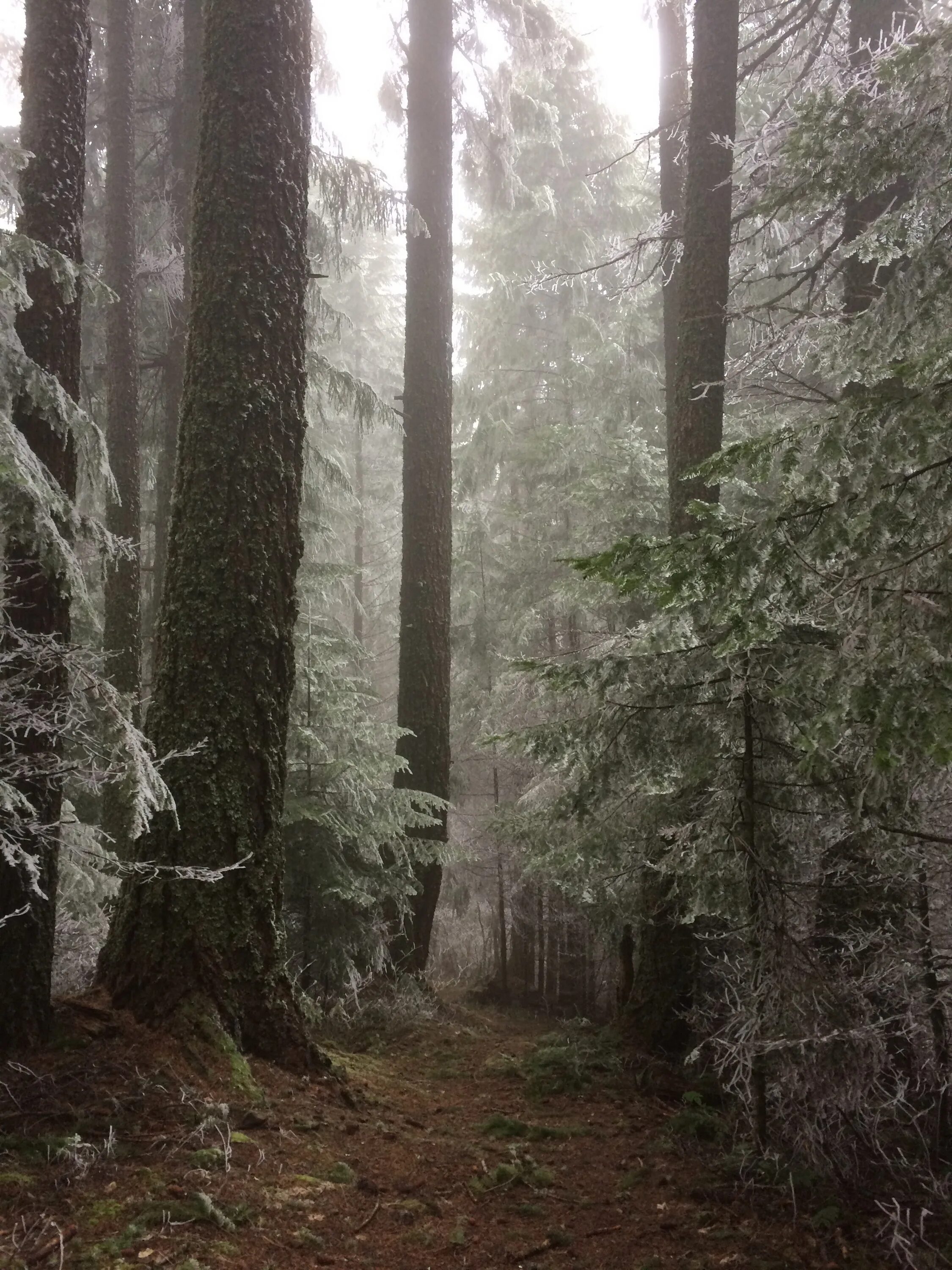 Осадки хвойных лесов. Беловежская пуща туманный лес. Еловый лес. Пустой лес. Хвойный лес в тумане.