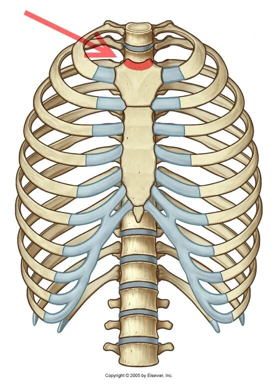 Анатомия грудной клетки: Грудина. Рукоятка грудины мечевидный отросток. Angulus Sterni. Синхондроз мечевидного.