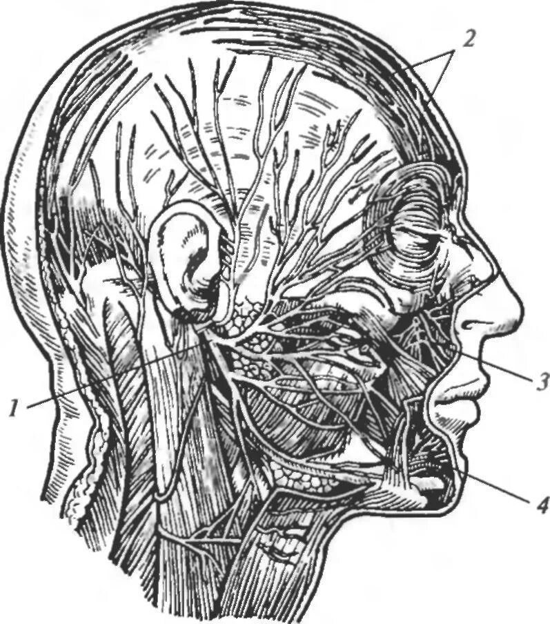 Лицевой нерв на шее. Нижнечелюстной нерв. Нервы лицевой области