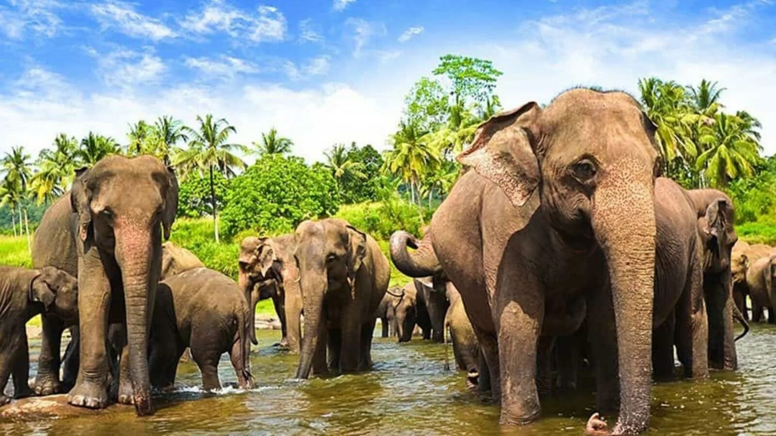 Пиннавела шри. Пиннавела Шри Ланка. Слоновий питомник Шри Ланка Пиннавела. Приют для слонов Пиннавела Шри-Ланка. Зоопарк на Шри Ланке.
