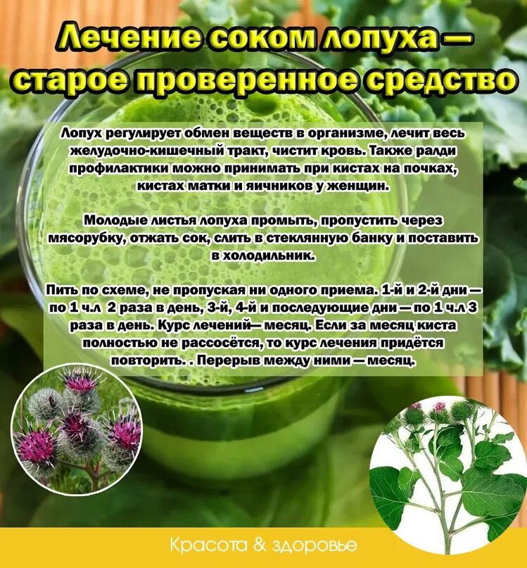 Лопух от кисты. Сок лопуха. Сок лопуха от кисты. Лечение соком лопуха. Как принимать сок лопуха.