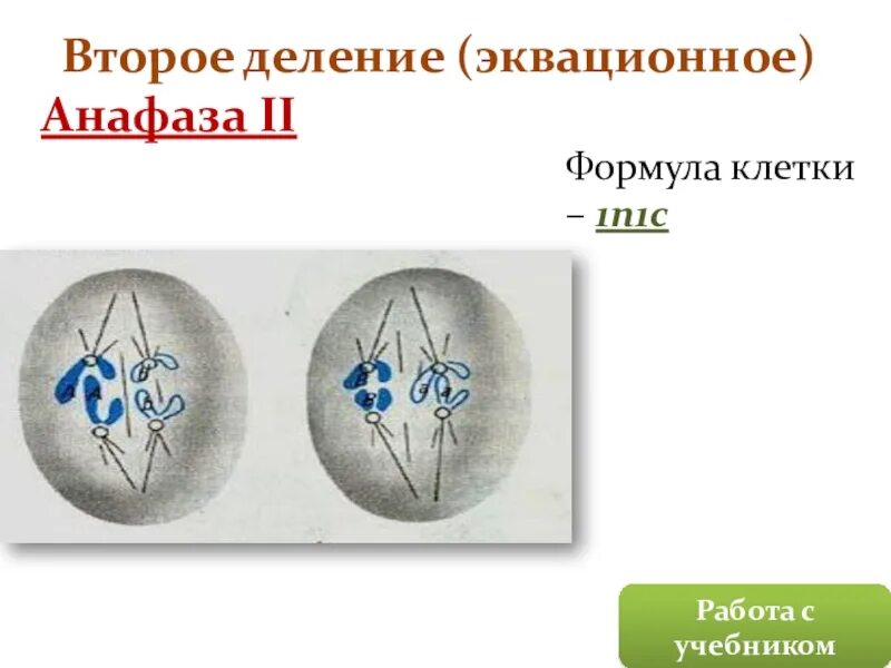 Мейоз анафаза 2 набор хромосом. Анафаза 1 формула. Деление клетки анафаза. Эквационное деление деление. Эквационное деление в анафазе.