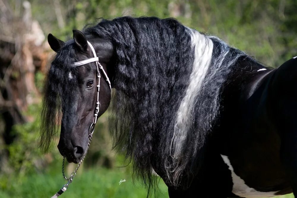 Конь с черной гривой. Фризская Аппалуза. Пегая Фризская лошадь. Фризская порода лошадей Вороная. Фризская лошадь Пинто.
