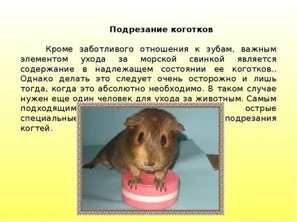 Исследование морских свинок