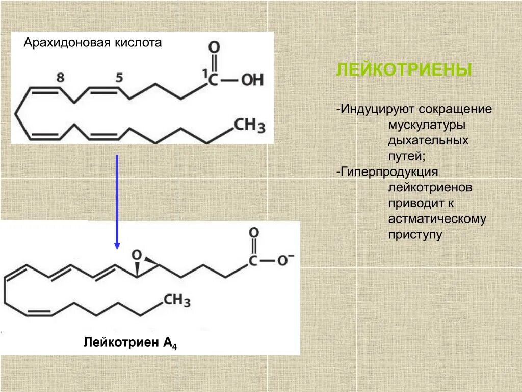 Арахидоновая кислота структурная формула. Арахидоновая кислота лейкотриены. Лейкотриен а4. Арахиновая кислота арахидоновая кислота. С 12 0 кислота