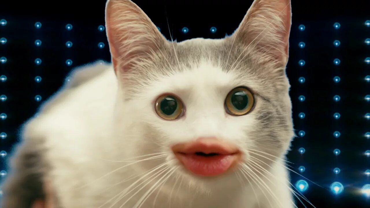 Кип кот. Киса. коты с человеческими губами. люблю тебя киса моя.