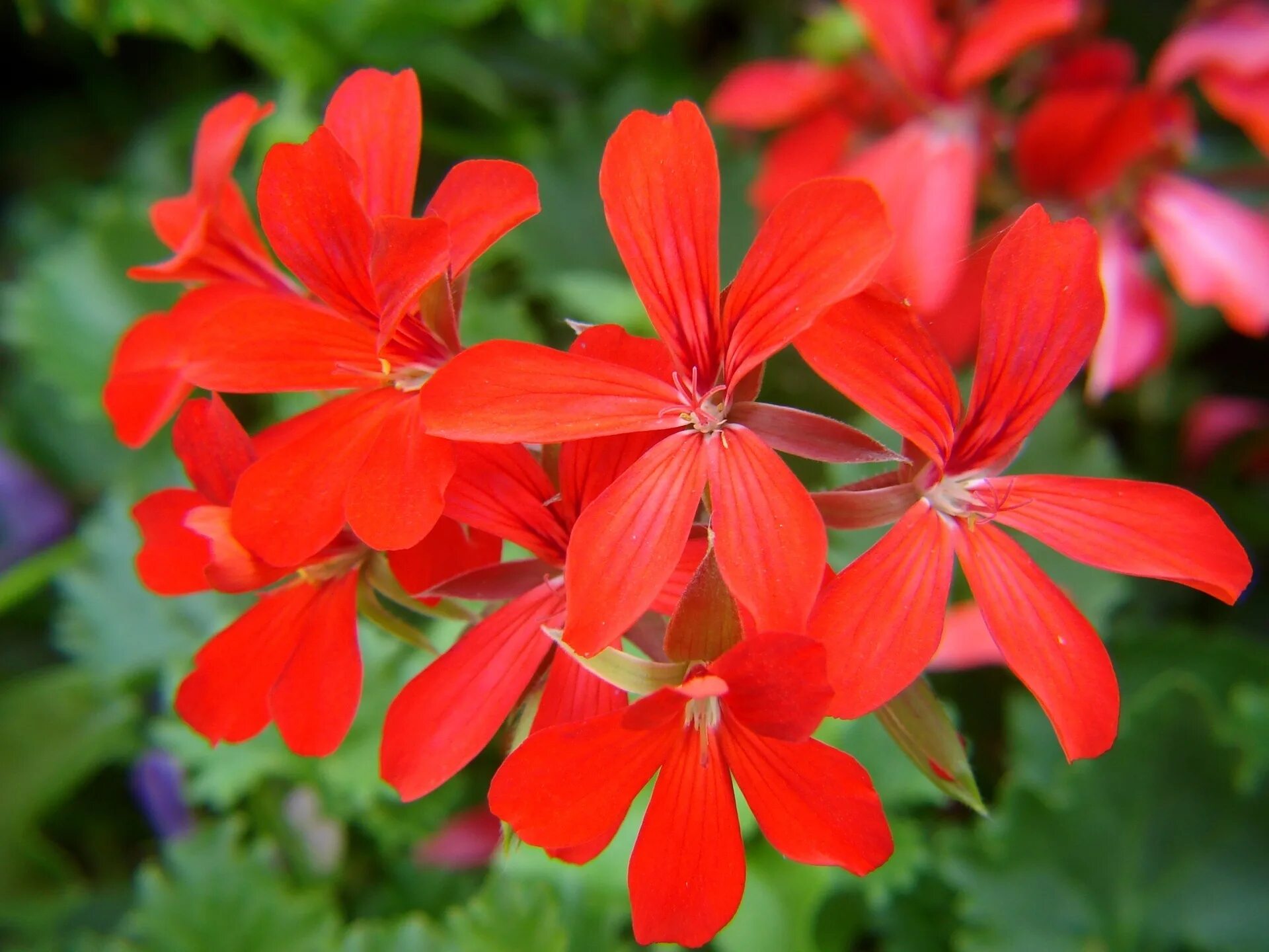 Пеларгония Friesdorf. Красная герань – Red Geranium. Пеларгония Red Sybil. Пеларгония декоративнолистная. Герань звуки и буквы