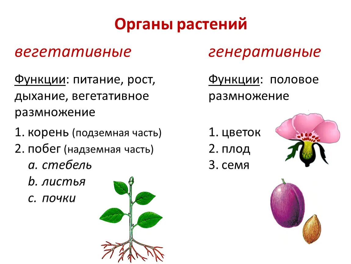 Генеративные органы растений плод. Органы генеративного размножения растений. Вегетативные органы растений 6 класс биология. Вегетативные и генеративные органы растений таблица.