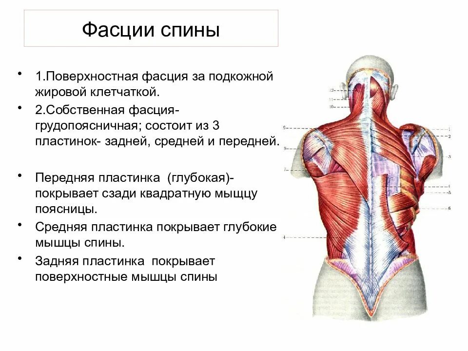 Движение туловища. Грудино поясничная фасция. Фасции мышцы спины человека анатомия. Пояснично-грудная фасция анатомия. Фасции спины анатомия таблица.