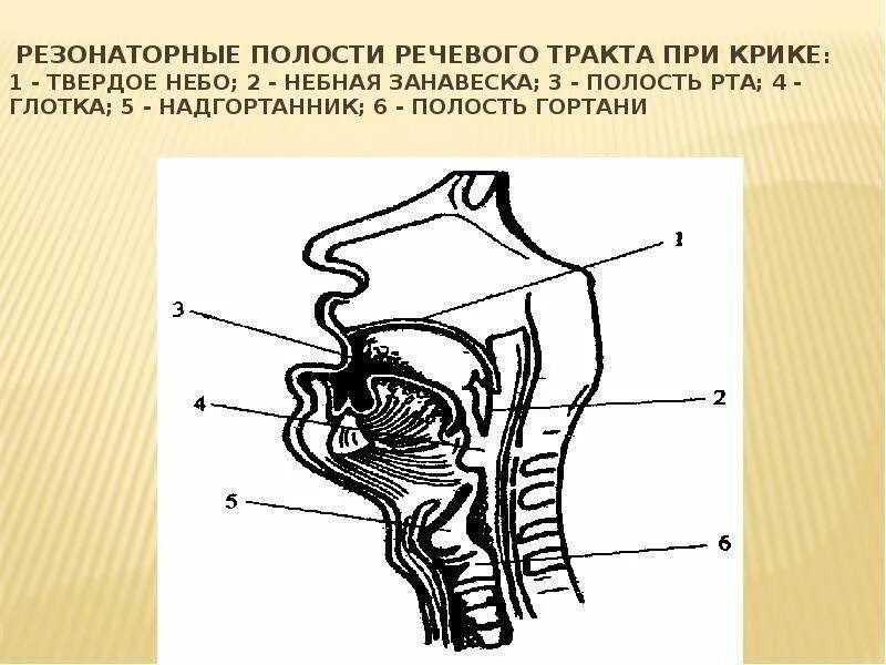 Глотка 4 буквы. Резонаторные полости речевого тракта при крике. Резонаторная полость. Строение резонаторных полостей.