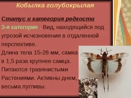 Кобылка занесена в красную