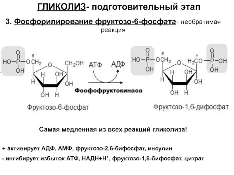 Фруктозо 6 фосфат АТФ фруктозо 1 6 дифосфат АДФ. Гликолиз 1 этап реакции. Фосфорилирование фруктозо-6-фосфата. 6 Реакция гликолиза.