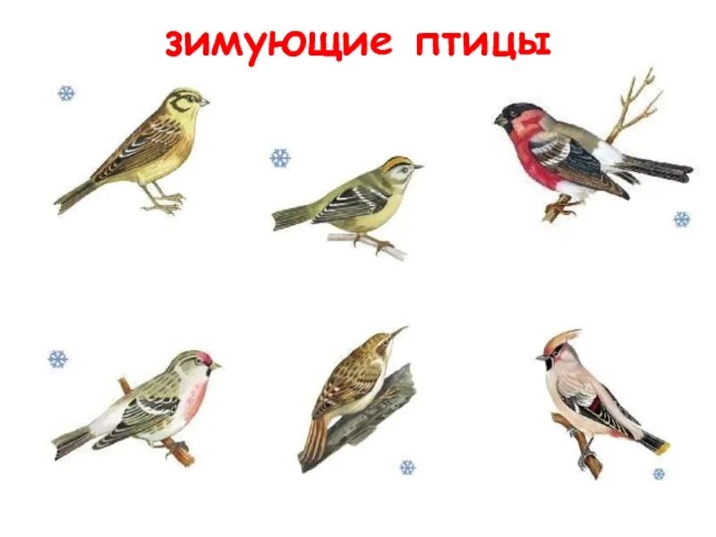 Какие птицы зимуют в городе. Зимующие птицы. зимующие птицы россии. зимующие птицы ростовской области. зимующие птицы подмосковья.
