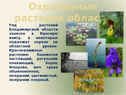 Какие растения есть в твоем регионе