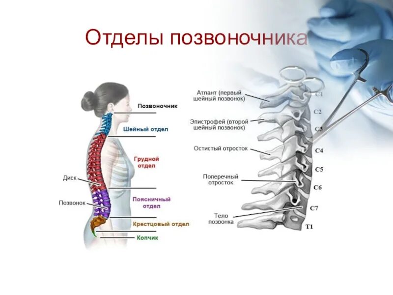 Отделы спины. Шейный отдел позвоночника сбоку. Грудной отдел позвоночника название позвонков. Шейный отдел позвоночника строение и функции позвонков. Позвоночник шейный отдел строение с4.