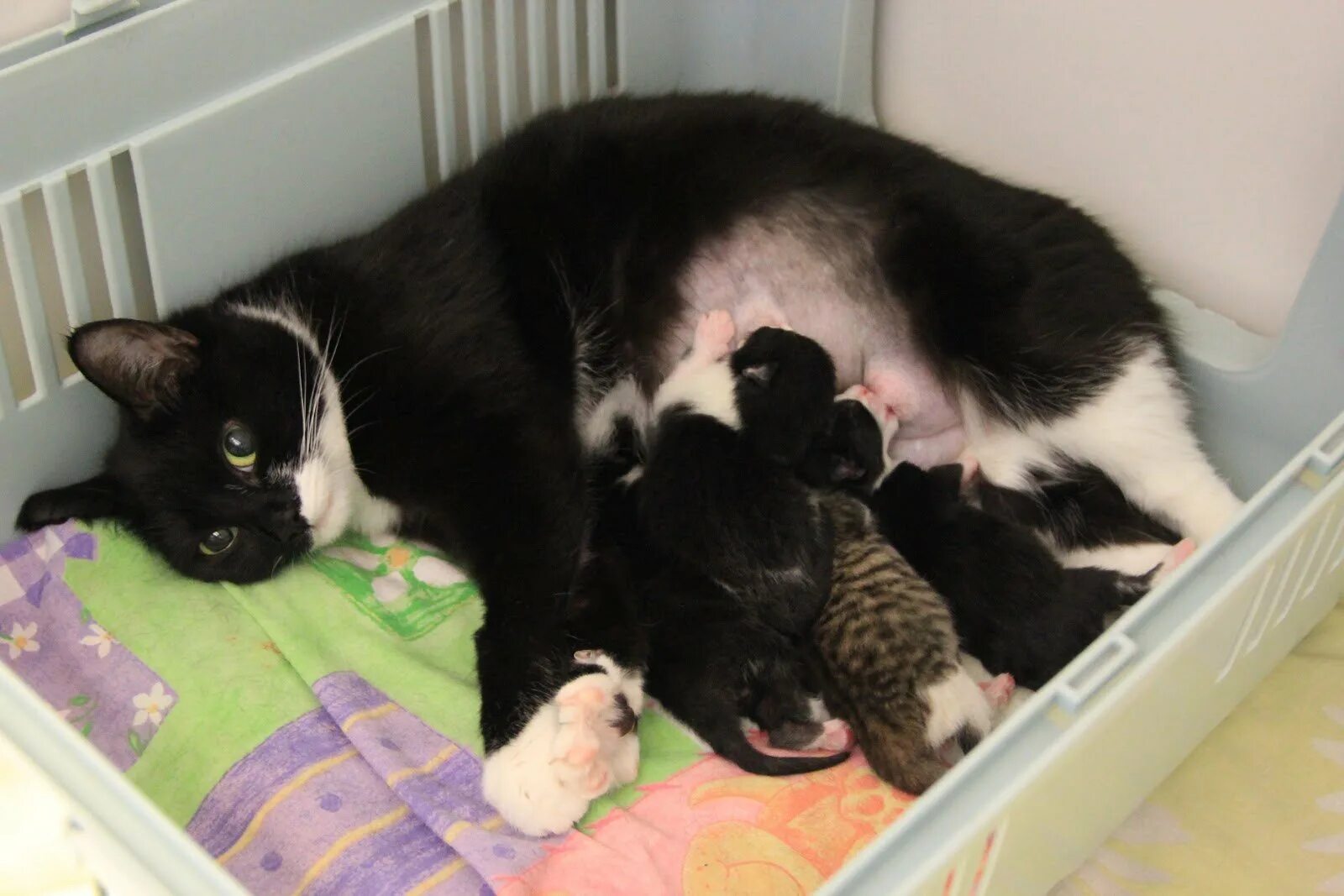 Сколько котят родит. Кошка с новорожденными котятами.