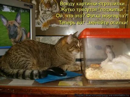 Там кота