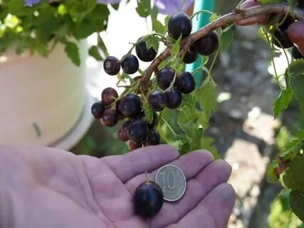 Почему смородина не плодоносит