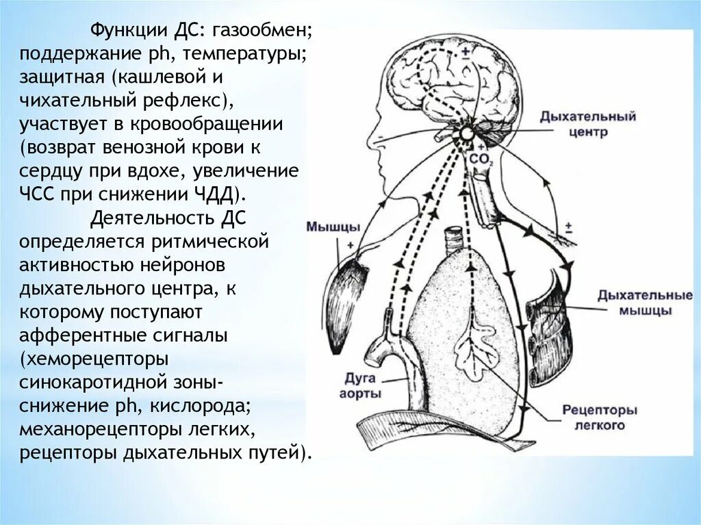 Центр кашля