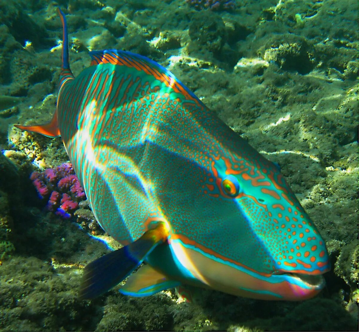 Polaris parrotfish