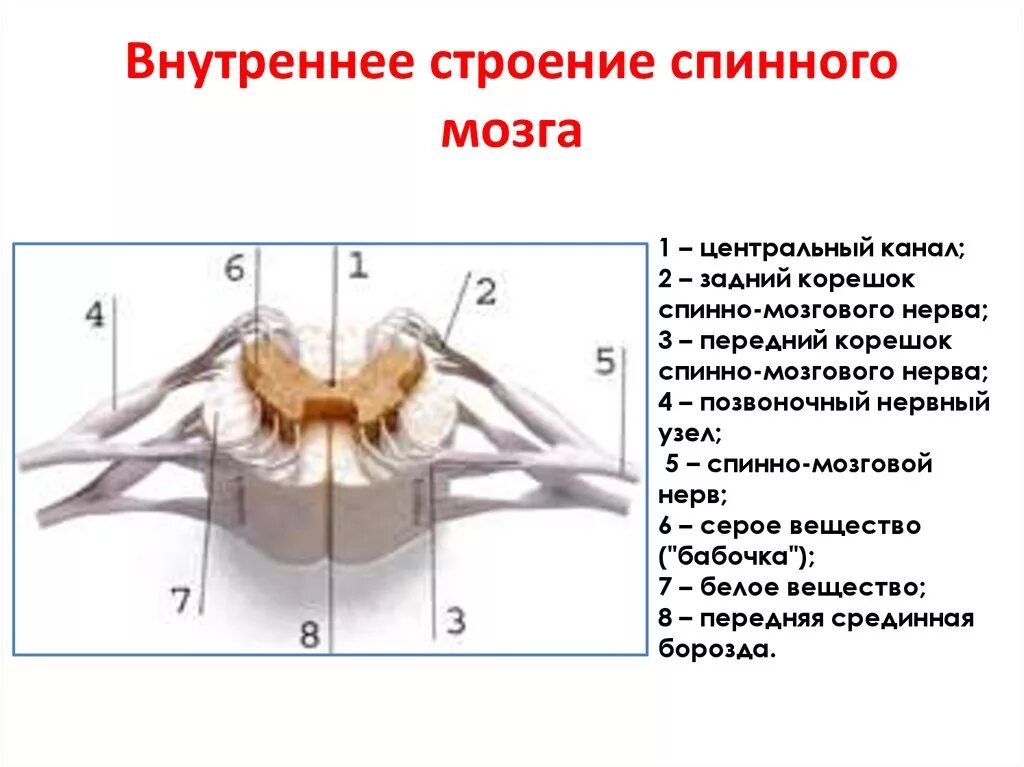 Является продолжением спинного мозга состоит