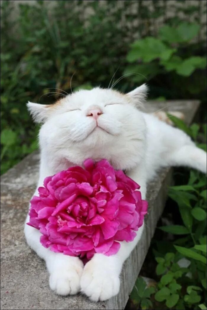 Приятные картинки. Широнеко кот. Котенок с цветами. Счастливый кот. Котик с цветочком.