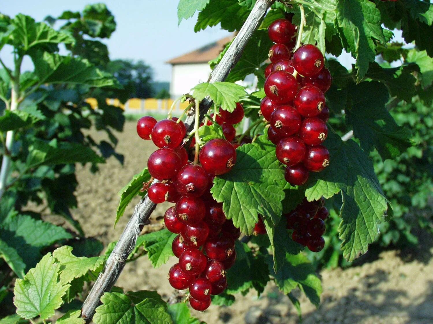 Смородина красная Бужанская купить саженцы почтой из питомника "АГРОФОНД"