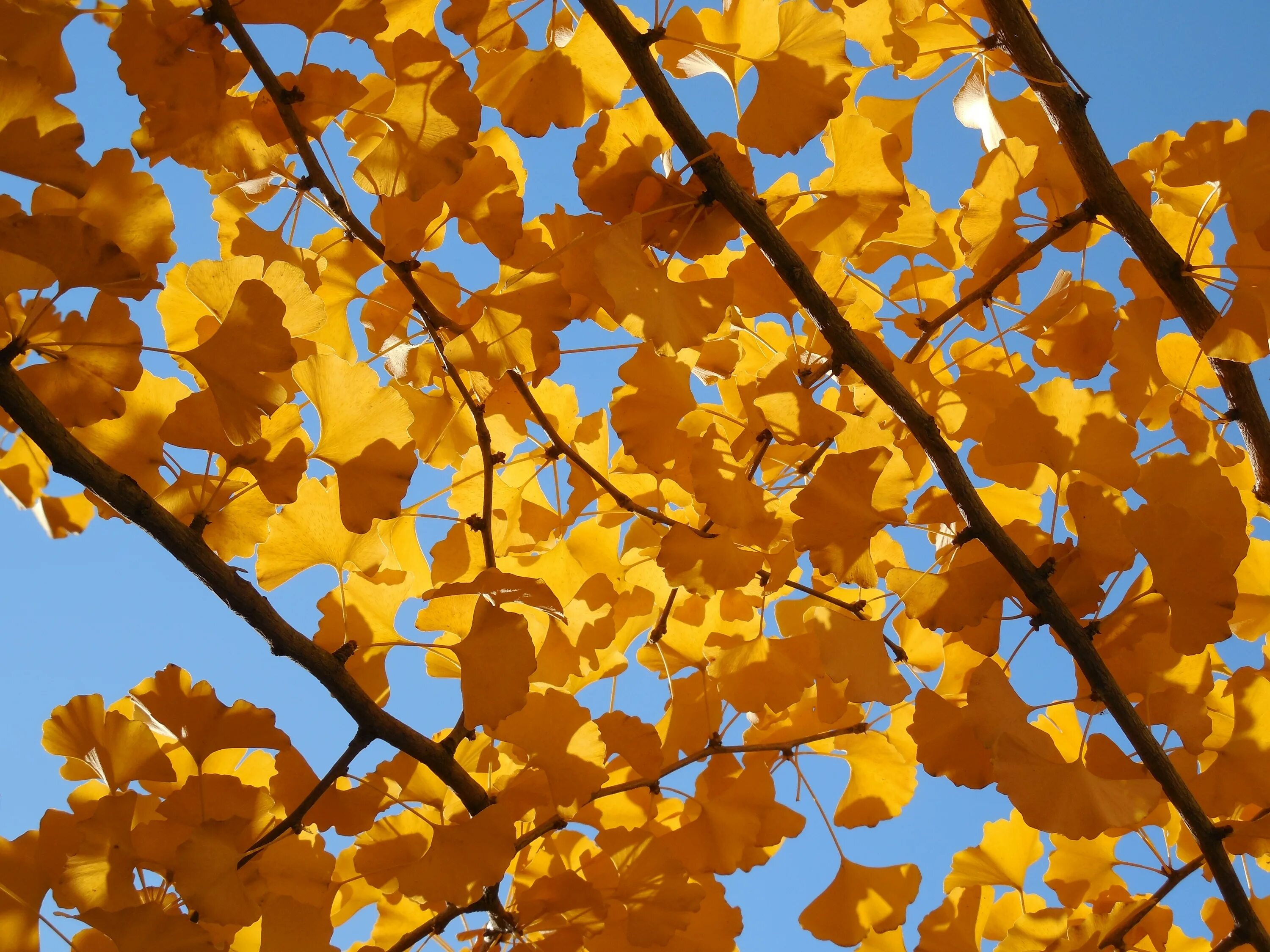 Лист осенний золотист. Гинкго желтые листья. Гинкго осень. Ginkgo Biloba autumn Gold. Падающие листья гинкго.