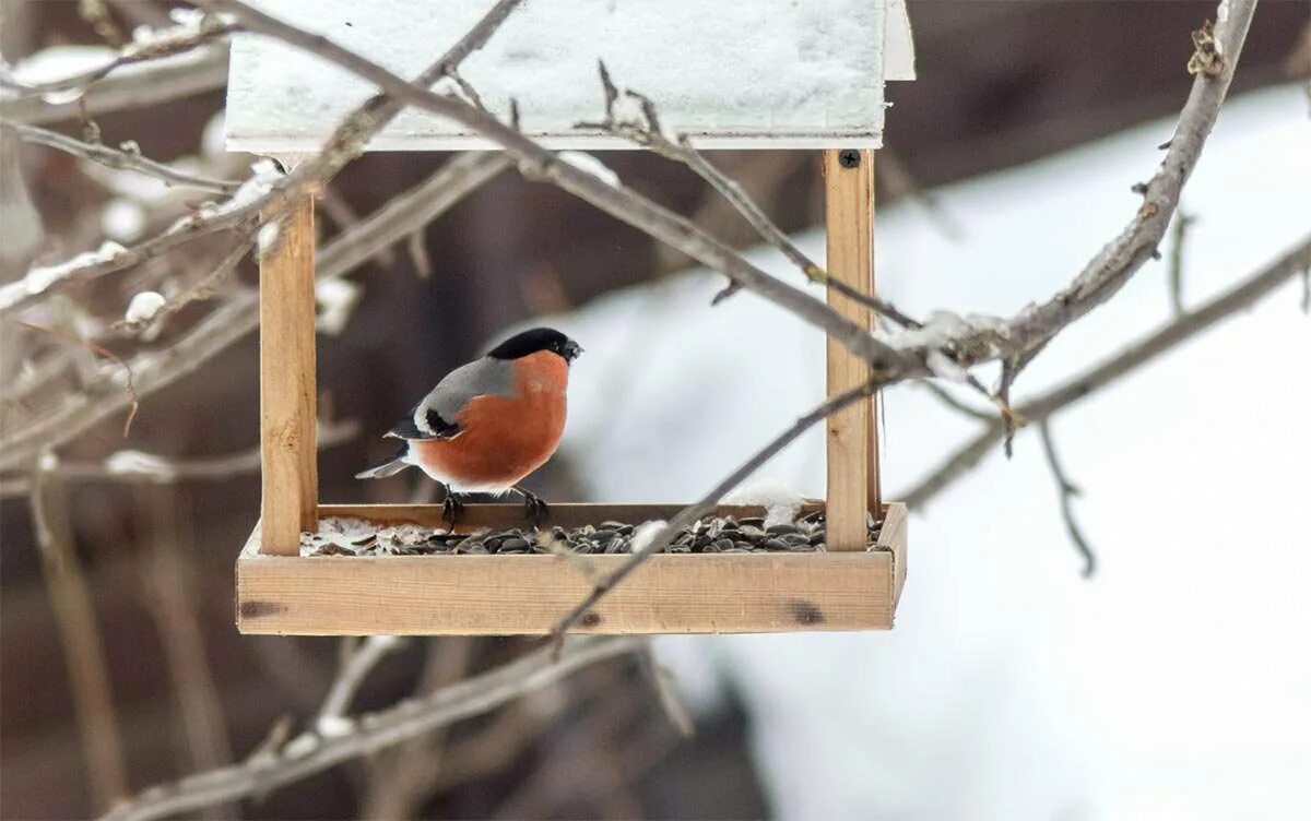 что любят снегири зимой в кормушках. кормушка для снегирей. кормушка для снегирей. чем можно покормить снегирей. кормушка для снегирей.