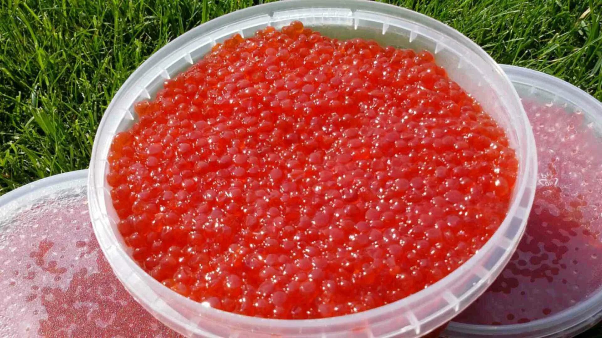 Икра форели или горбуши. Pink Salmon Caviar икра горбуши. Pink Salmon Caviar икра горбуши зернистая. Икра Камчатка Caviar. Икра форели Федоренко.