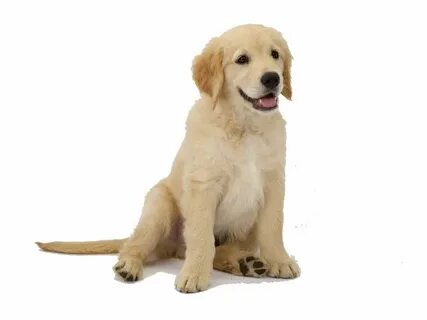 Golden small