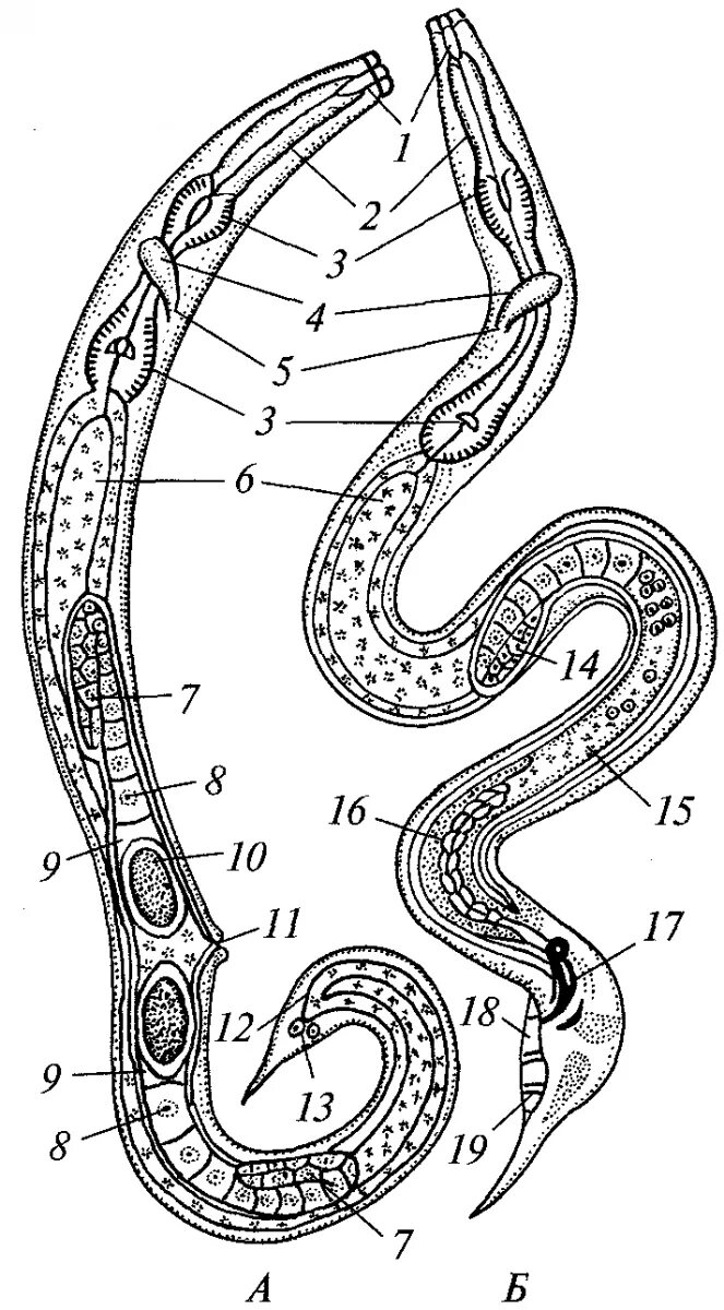 Круглый червь 8. Власоглав самка строение. Нематоды строение. Нематода круглый червь строение. Власоглав строение самки и самца.