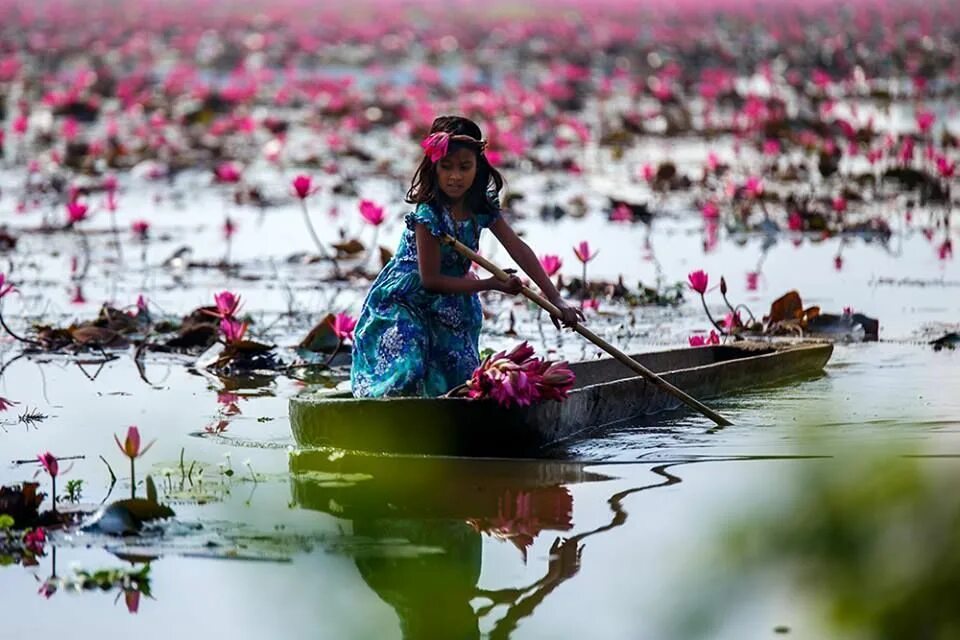 The flowers to water every day. Бангладеш цветок. Лотосы Бангладеш. Национальный цветок Бангладеш. Лотос Индия.