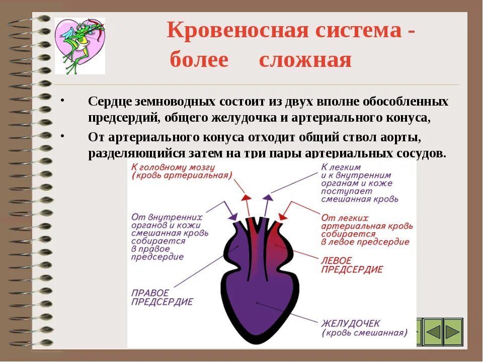 Из каких органов состоит кровеносная система земноводных. Кровеносная система земноводных сердце. строение сердца земноводных. трехкамерное сердце у земноводных. строение сердца и кровеносной системы лягушки.