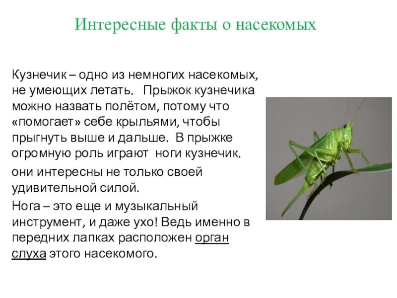 Сообщение класс насекомых. Доклад про кузнечика 3 класс окружающий мир. интересные факты о насекомых 7 класс биология. рассказ про насекомых 2 класс по окружающему миру кузнечик. биология 7 класс рассказ про кузнечика.