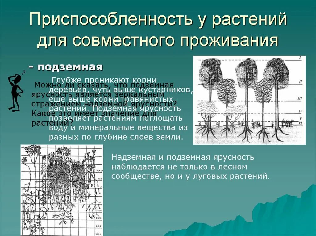 Определение растительного сообщества