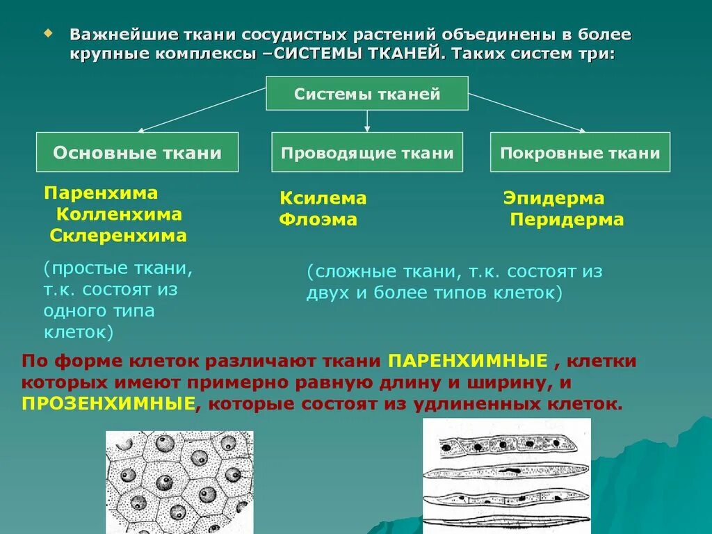 К тканям растений относится ответ. Классификация растительных тканей. Ткани растений. Система тканей растений. Система основных тканей.