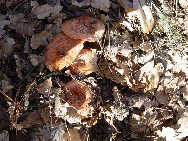 В каких местах растут рыжики. Рыжик и еловик. рыжик крымский. еловик гриб. рыжики грибы в крыму.