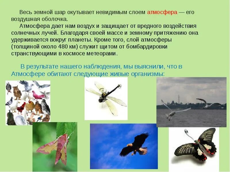 Где обитают живые. Где обитают хими. Первичная продукция биосферы. Где обитают живые организмы. Презентация где я живу.