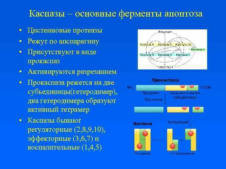 Механизм апоптоза каспазы. Функции каспаз. Каспазы и их роль в апоптозе. Основные ферменты апоптоза. Содержит ферменты осуществляющие апоптоз