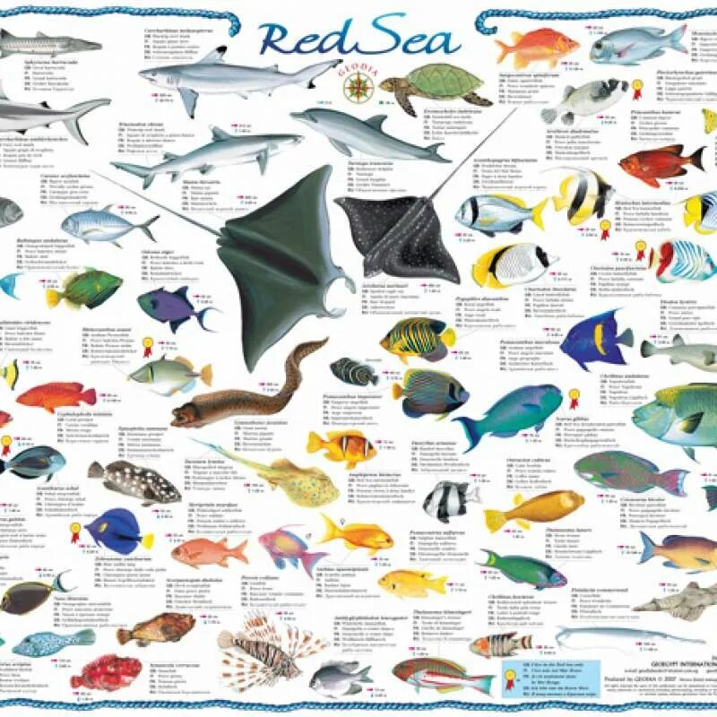 Каталог красной рыбы. Таблица обитатели красного моря. Атлас рыб красного моря. Рыбы красного моря таблица. Карта рыб красного моря.