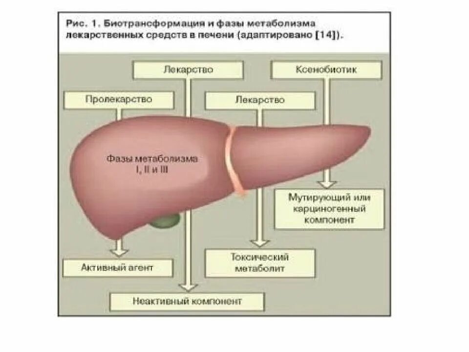 Вещества печени. Обменные процессы в печени. Метаболизм (биотрансформация) лекарственных веществ.. Фазы метаболизма в печени. Метаболизм лекарственных средств в печени.