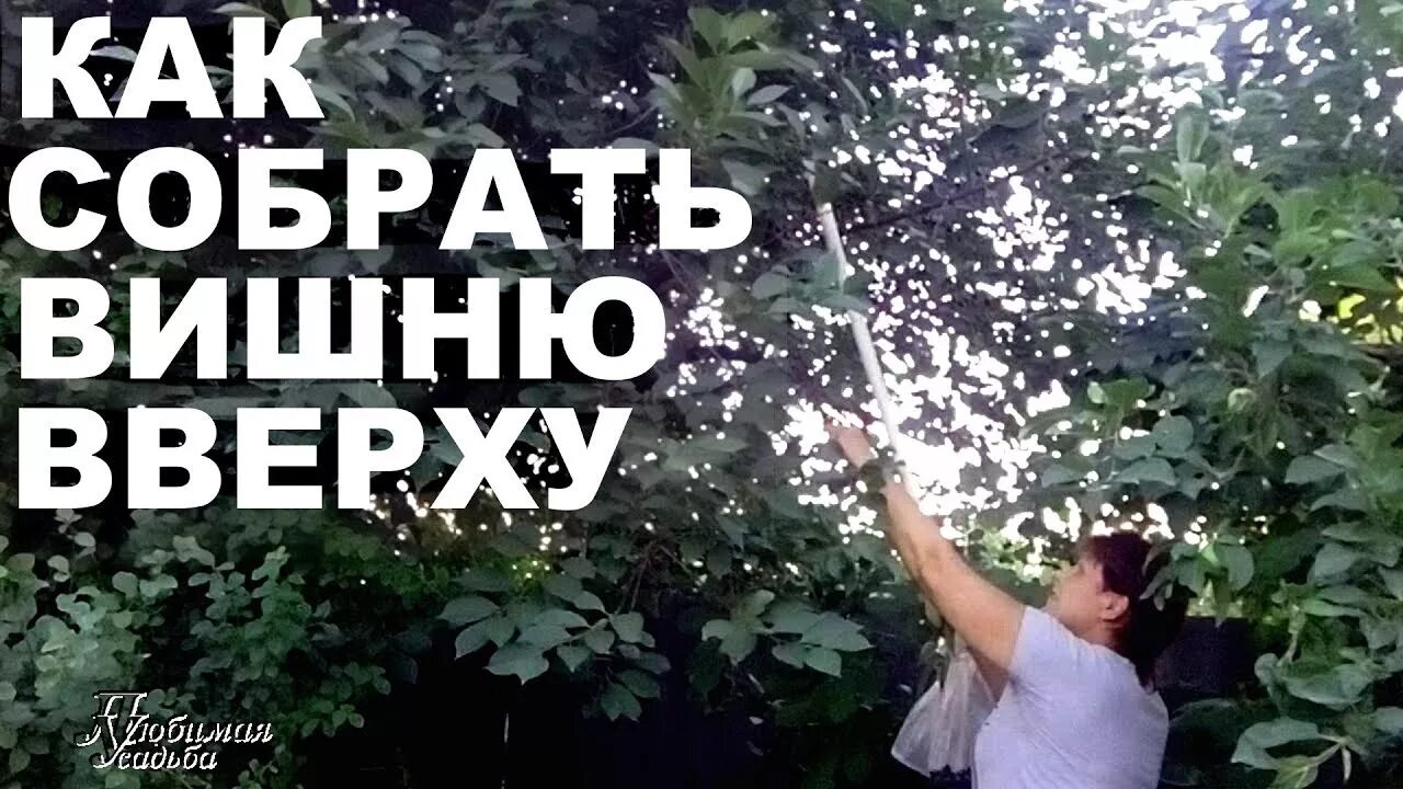 Как собрать черешню с верхних веток