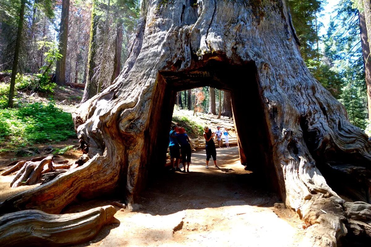 Секвойя дерево. Калифорнийская Секвойя Гиперион. Секвойя Северной Америки. Деревья Секвойя в Северной Америке. Самые крупные деревья в россии