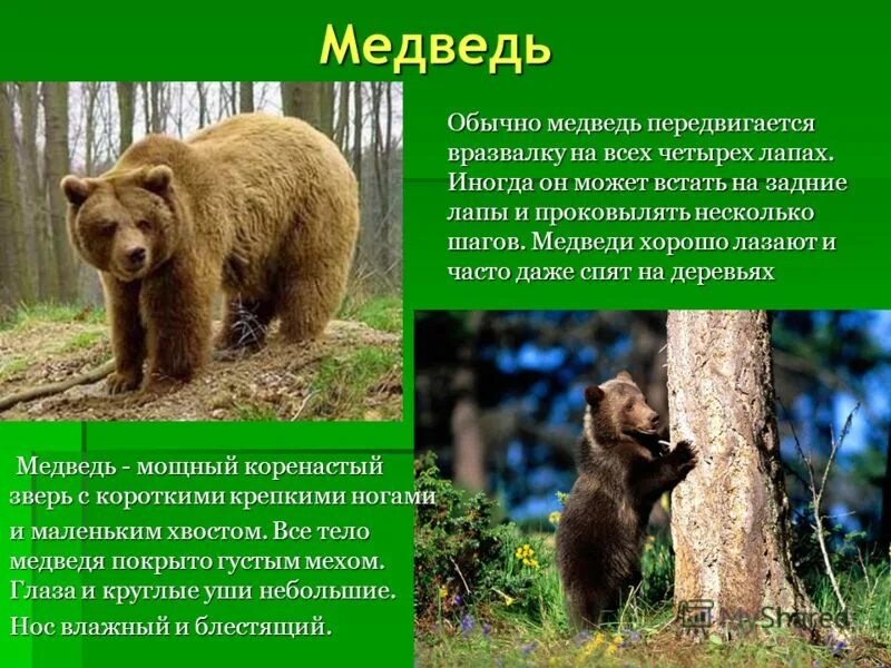 В каких природных зонах живет бурый медведь. Рассказ о медведе. Описание медведя. Доклад о медведях. Бурый медведь описание.