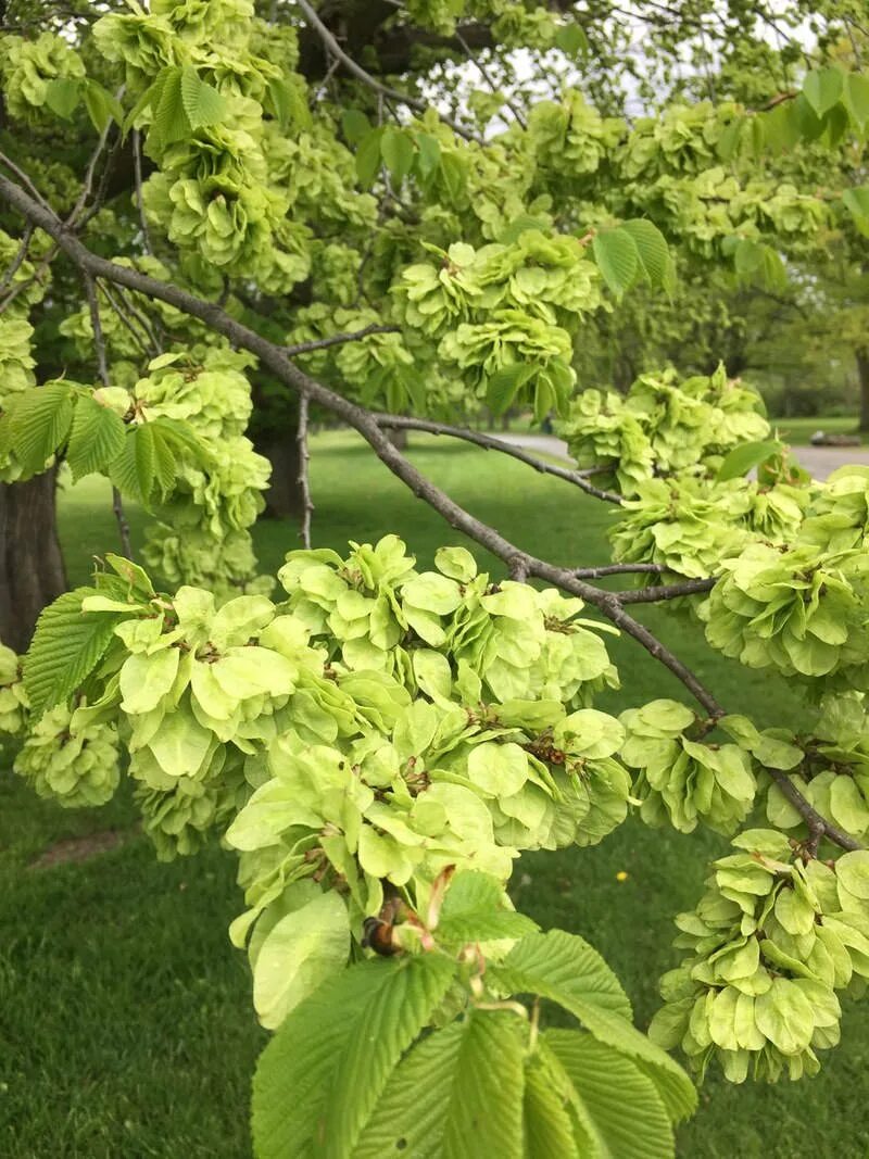 Карагач где. Вяз Ильм карагач Берест. Вяз гладкий (Ulmus laevis). Вяз граболистный (Ulmus suberosa). Вяз Кампердоуни.