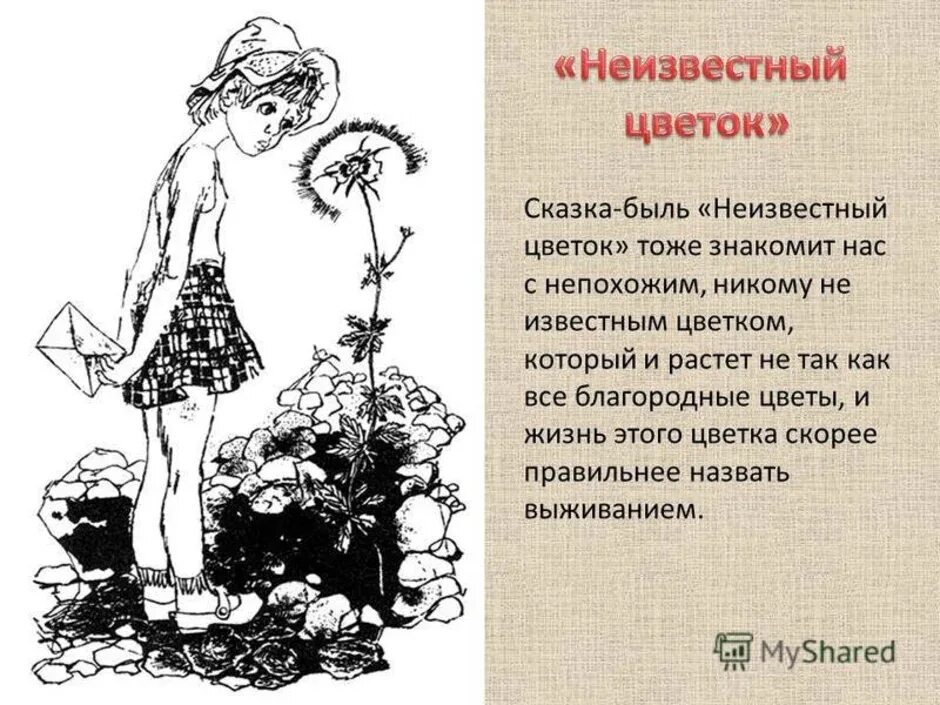 Платонов а. "неизвестный цветок". Сказка неизвестный цветок.