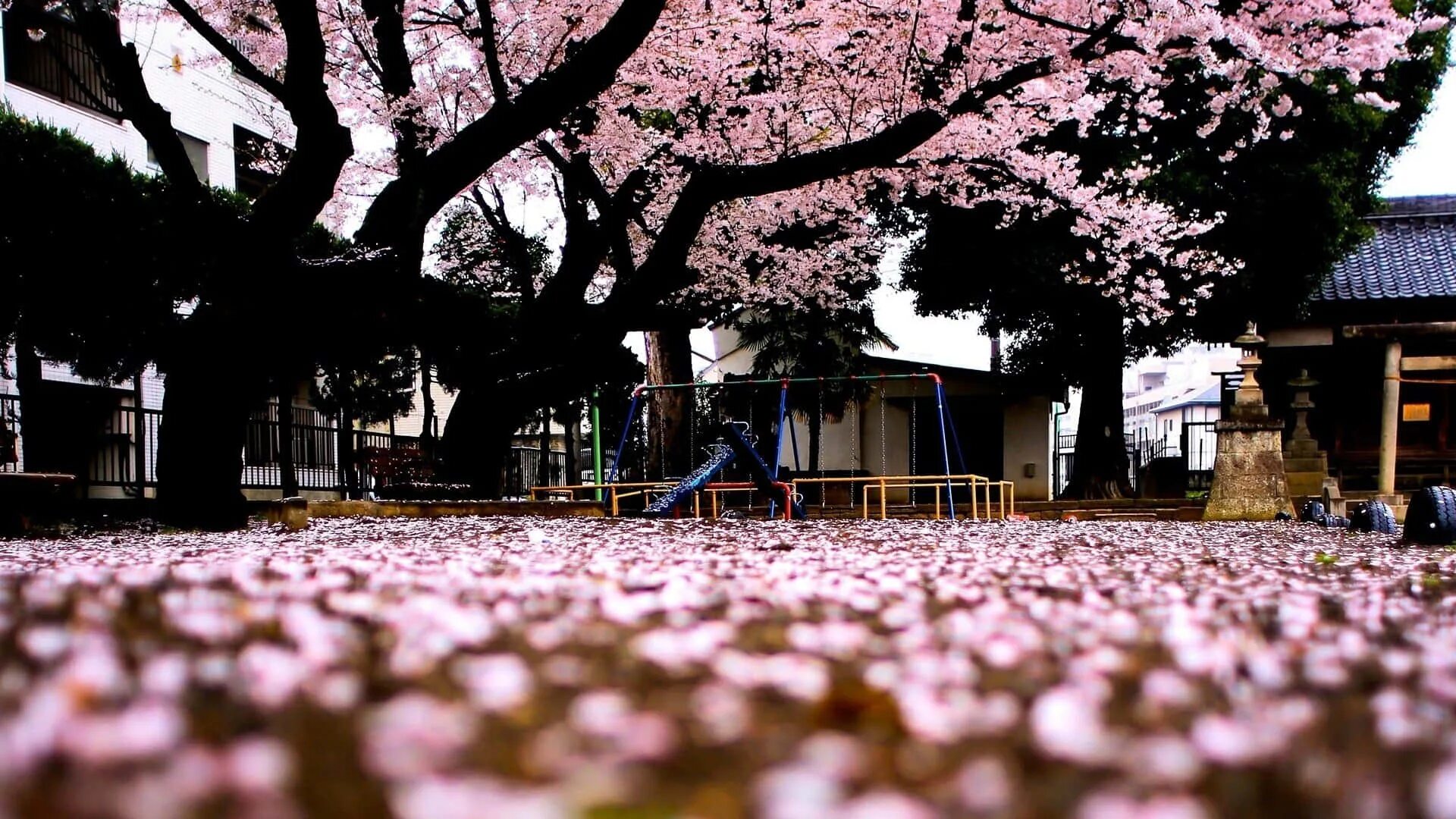Sakura. Япония Эстетика. Япония Сакура.