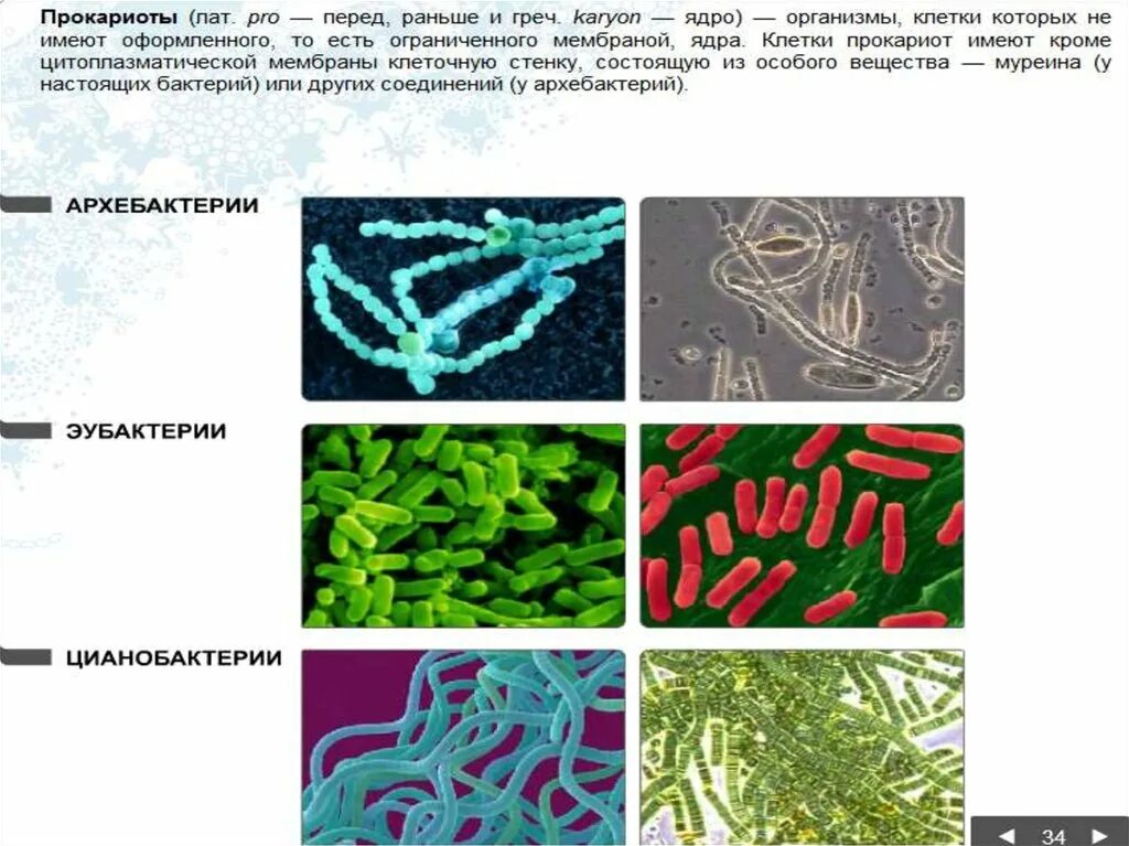 Классификация бактерий архебактерии. Эубактерии и архебактерии. Бактерии цианобактерии архебактерии. Бактерии прокариоты.